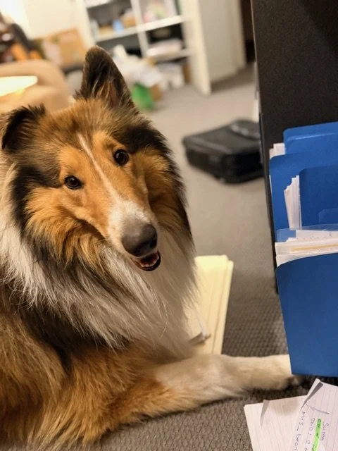 Abbotts and Co Lawyers office dog Judge is Head of Morale