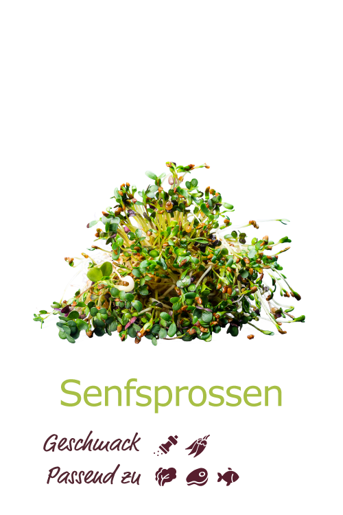 Senfsprossen