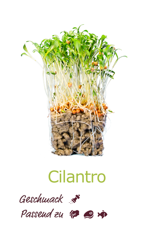 Cilantro