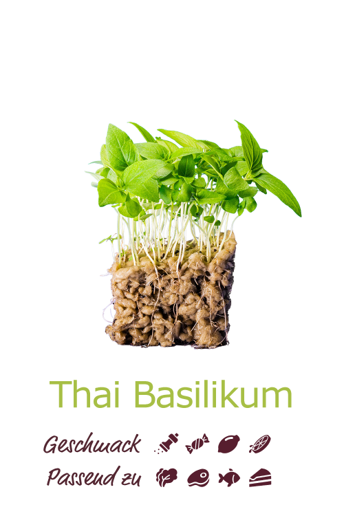 Thai Basilikum