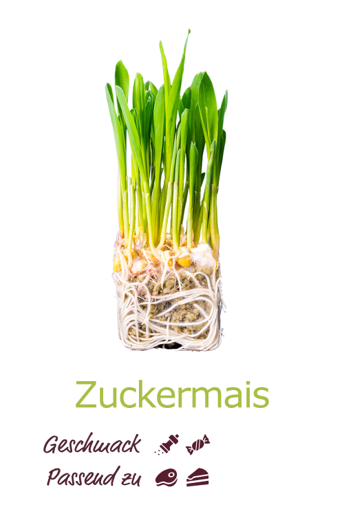 Zuckermais
