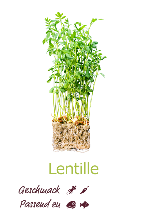 Lentille
