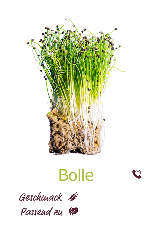 Bolle