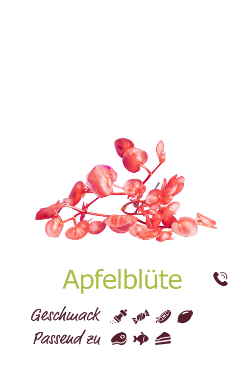 Apfelblüte