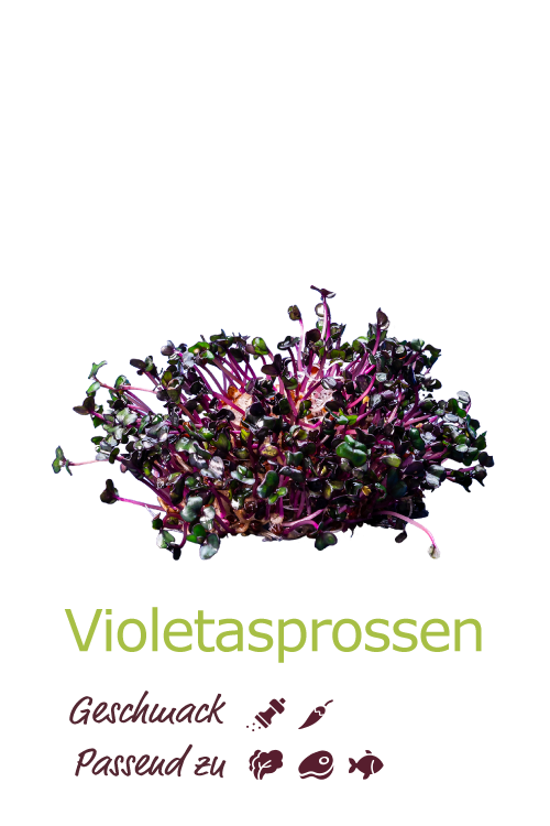 Violetasprossen