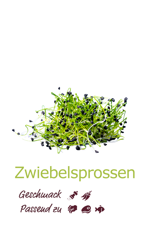 Zwiebelsprossen