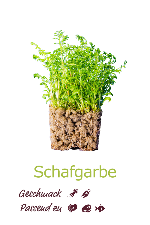 Schafgarbe