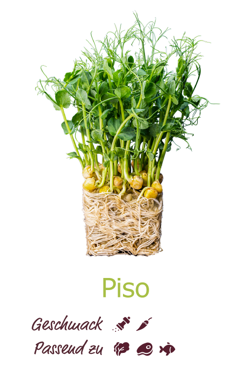 Piso