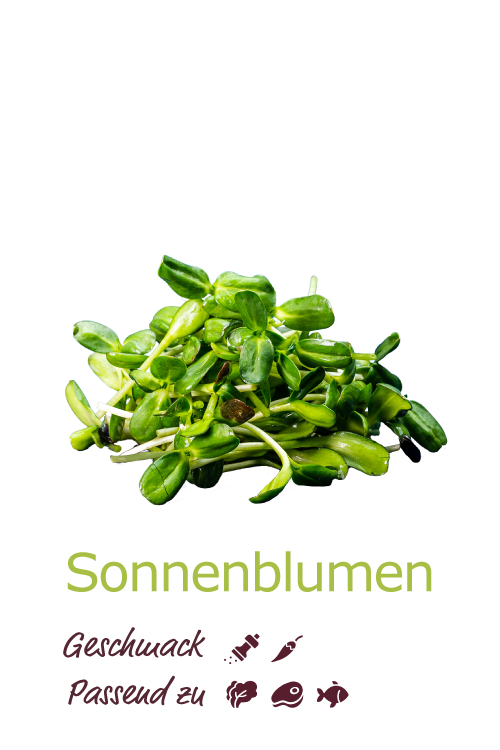 Sonnenblumen
