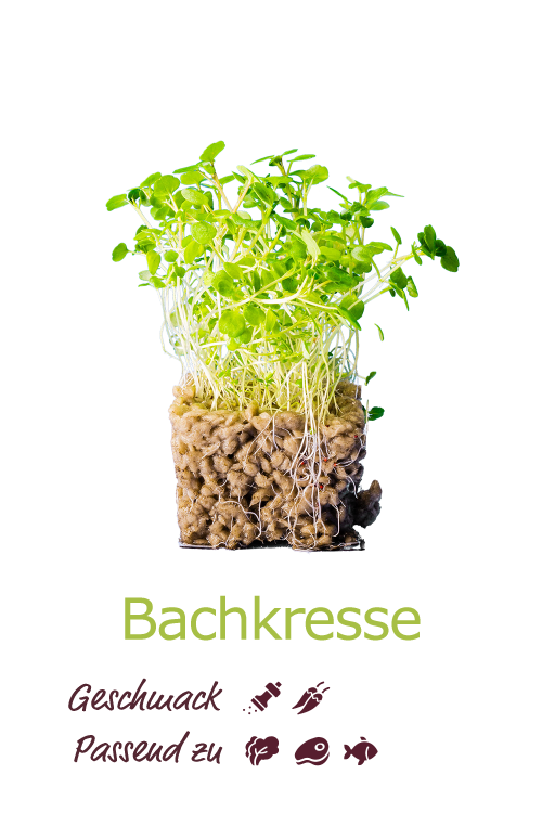 Bachkresse