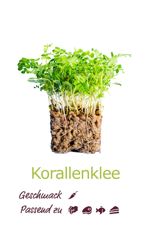 Korallenklee