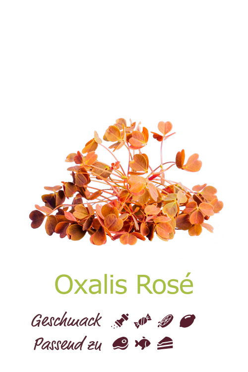 Oxalis Rosé