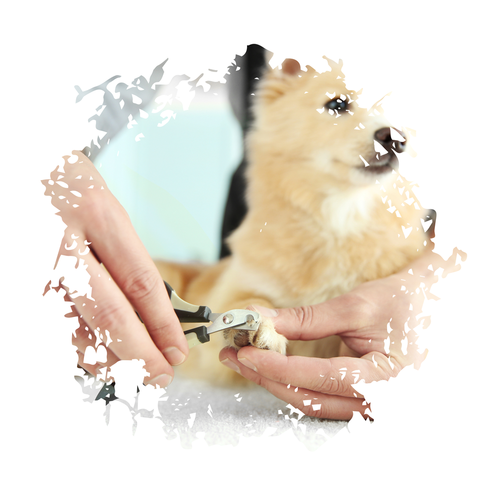 Mobile Grooming Vegas | Dog Nail Trimming