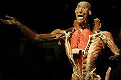 Body Worlds: Vital