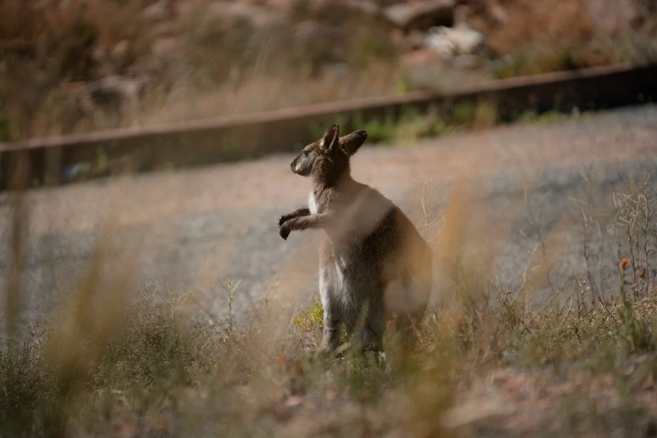 Gymkhana FINALS-45 Large.jpeg