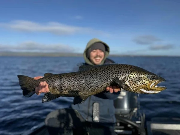 big brown trout from lough derg