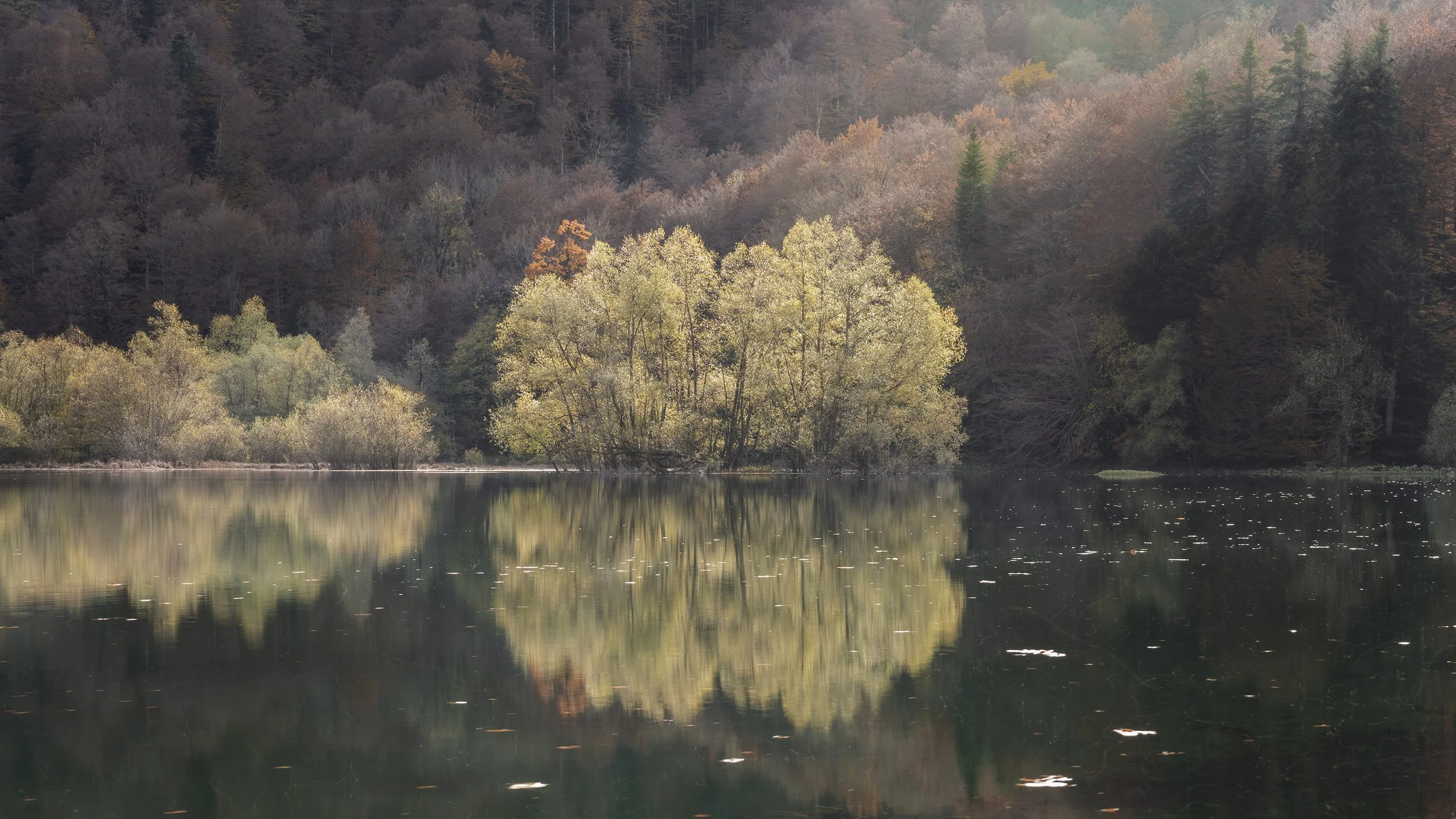 Happy willows