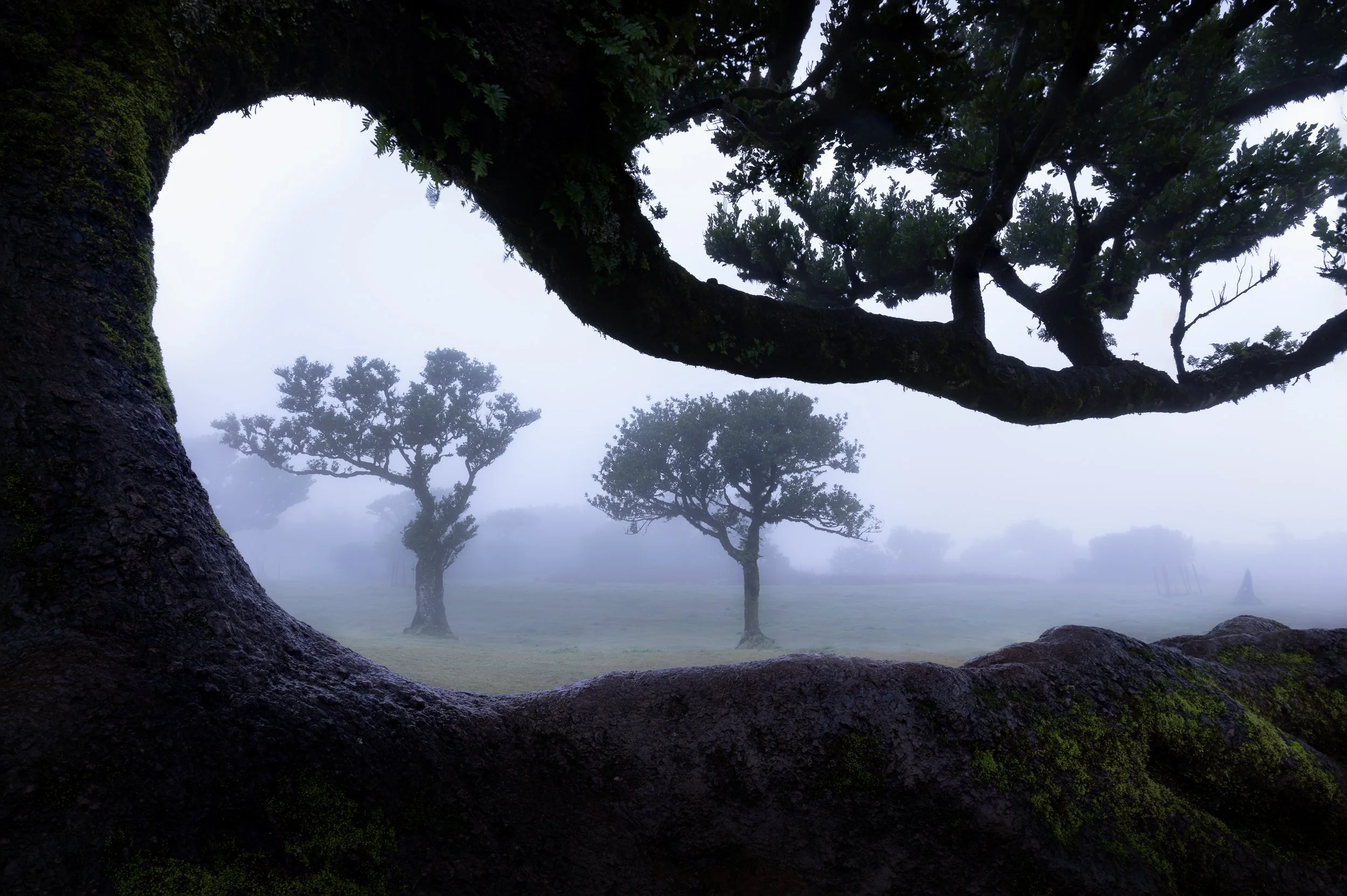 Fanal forest (1 of 1).jpg