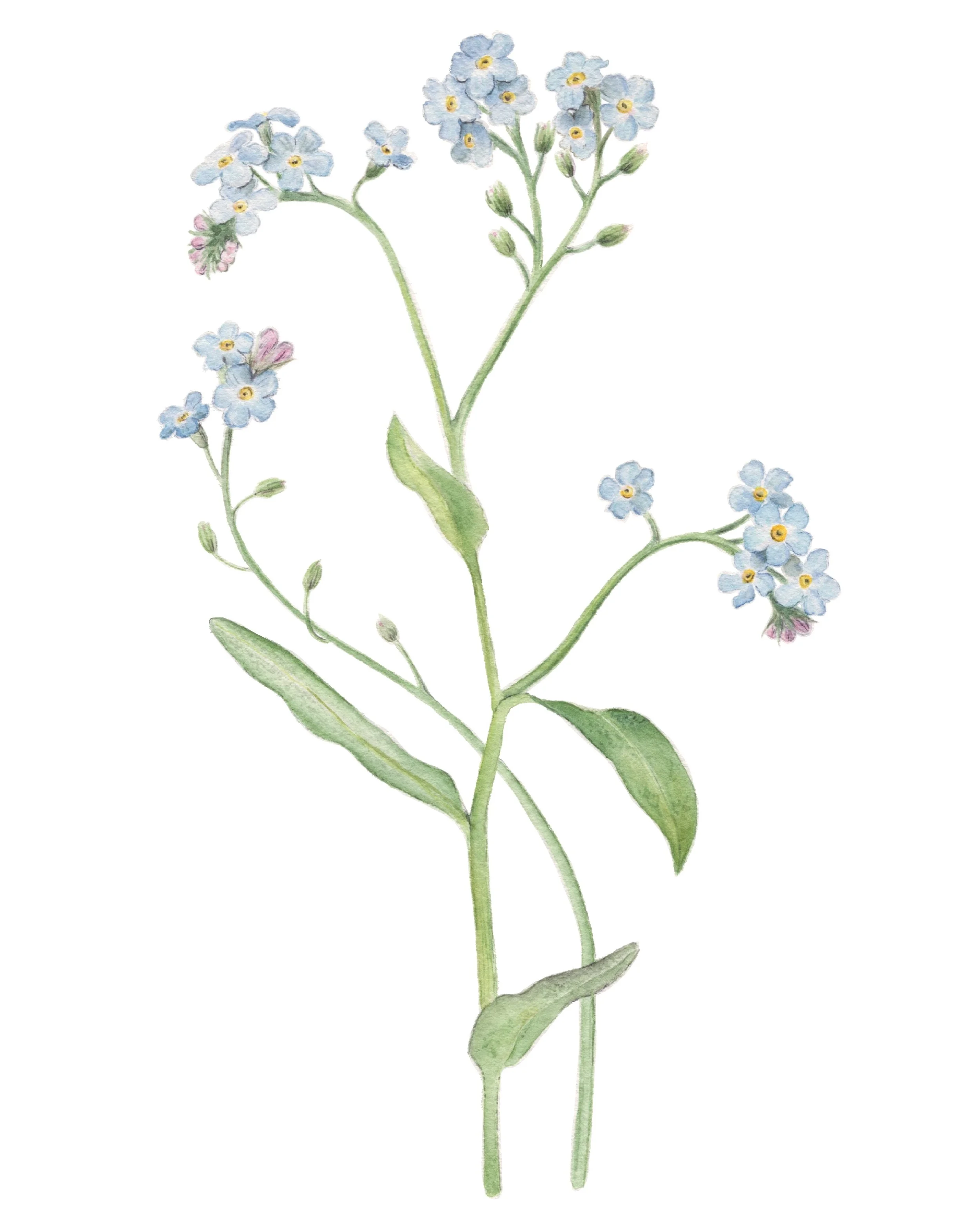 Forget-me-not (sold)