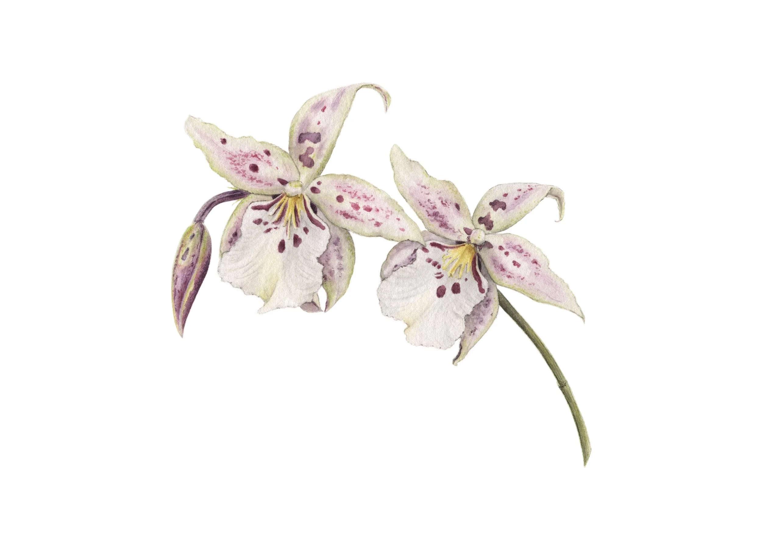 Beallara orchid - contact for availability