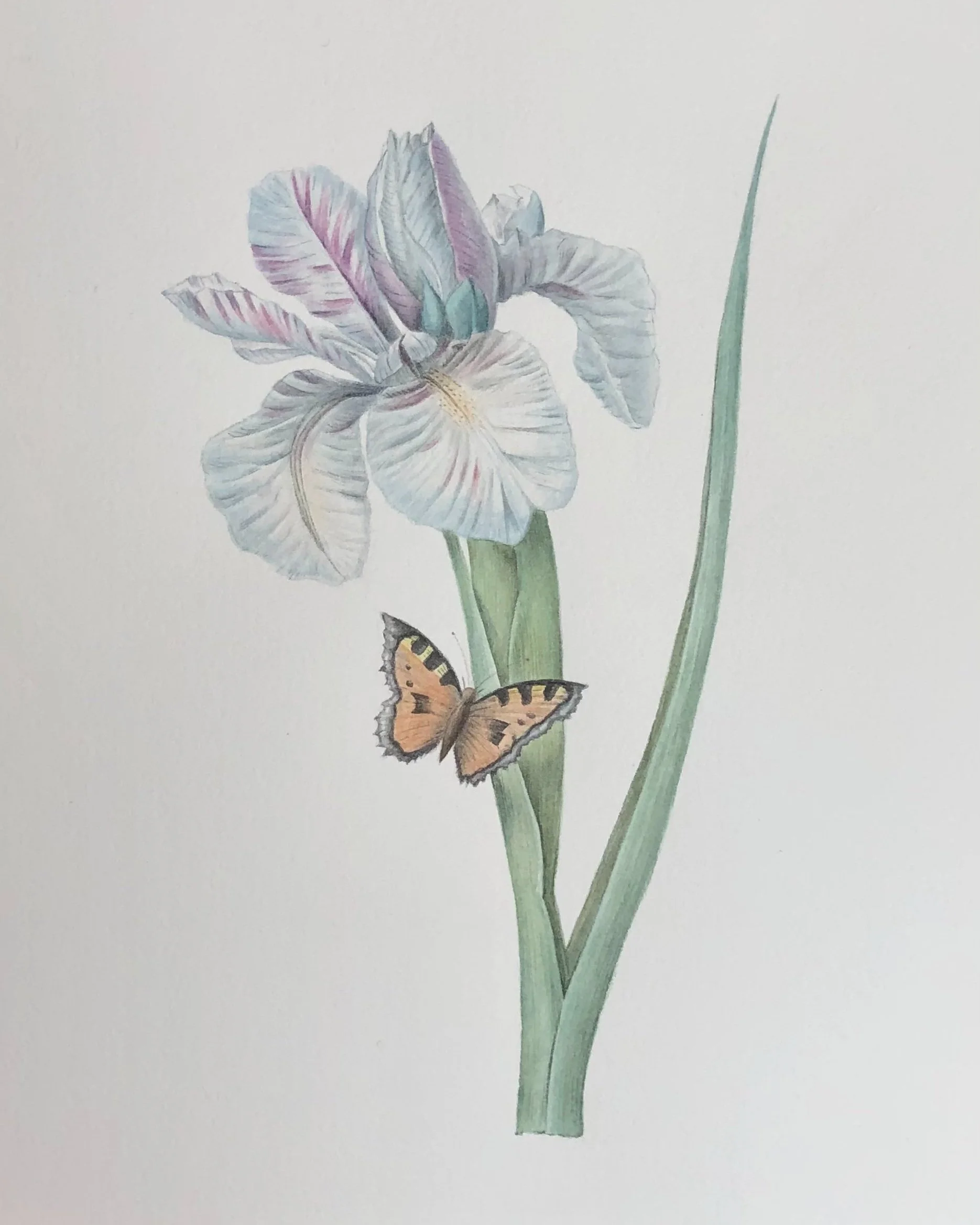 Redouté iris study, 8"x10" (sold)