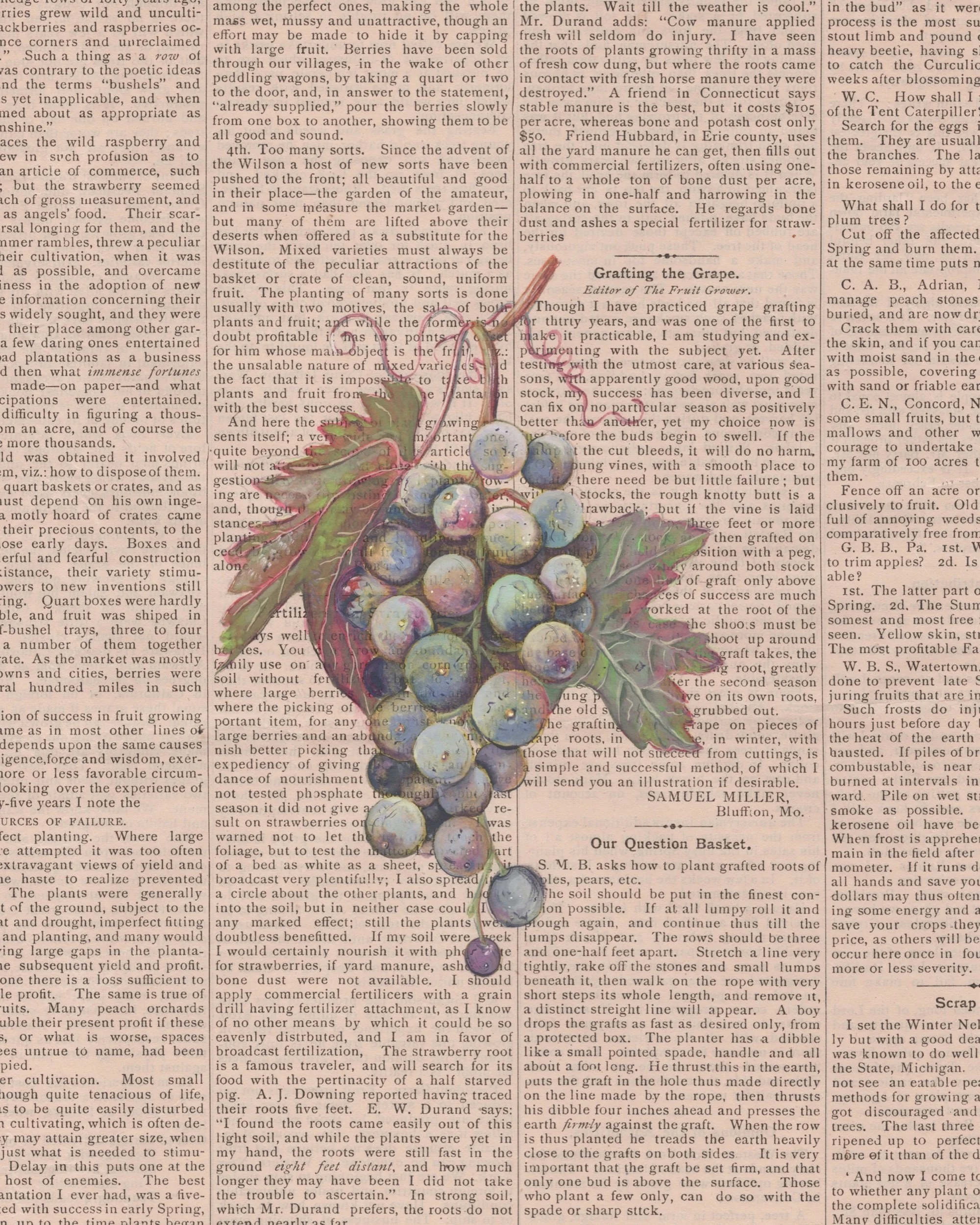 “Antique Grapes” - Print