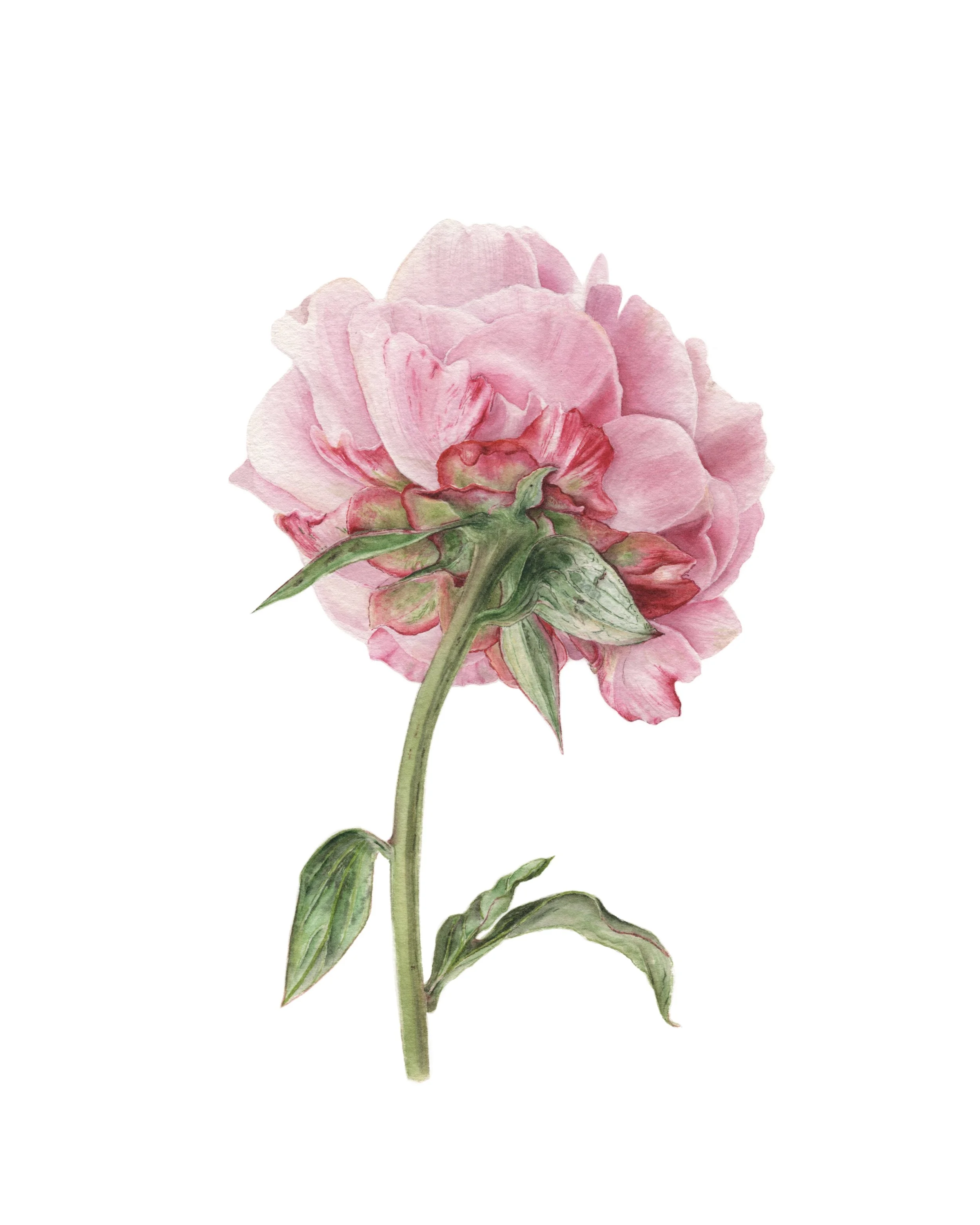 Peony facing away - contact for availability