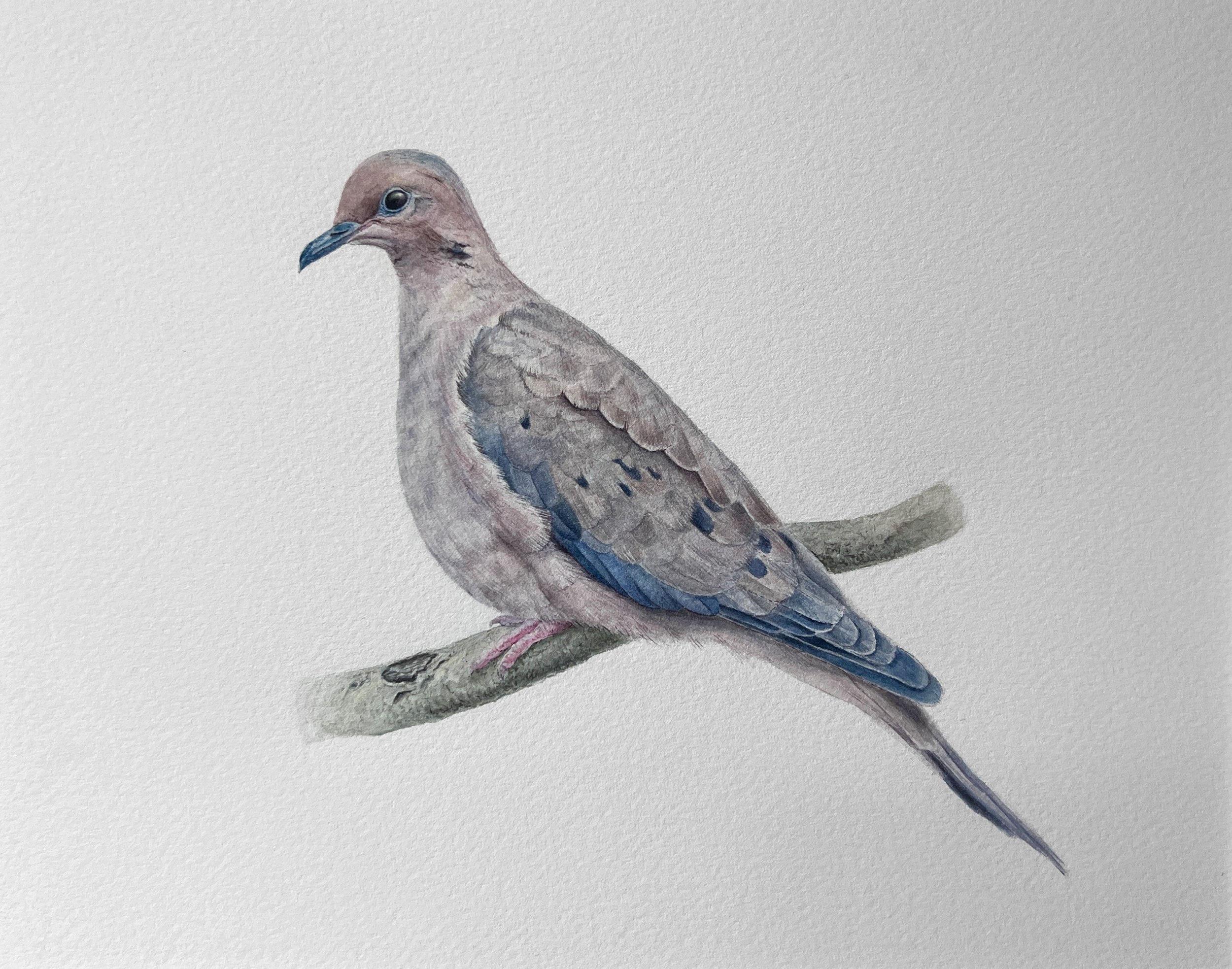 Mourning Dove, 9.75”x7.75” in an 15”x12” frame