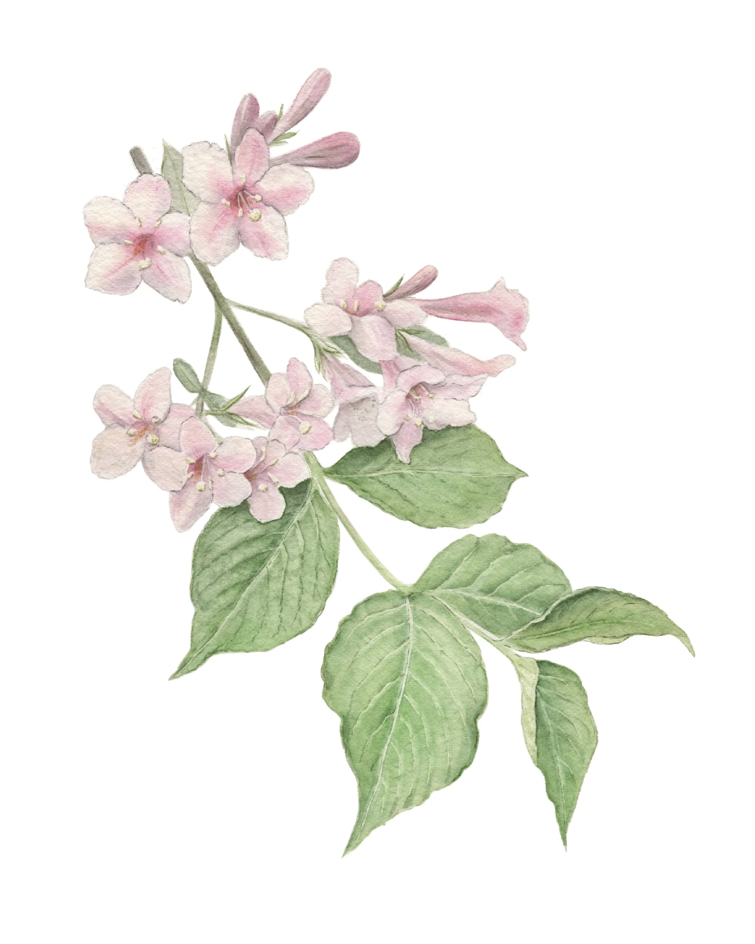 Weigela (sold)