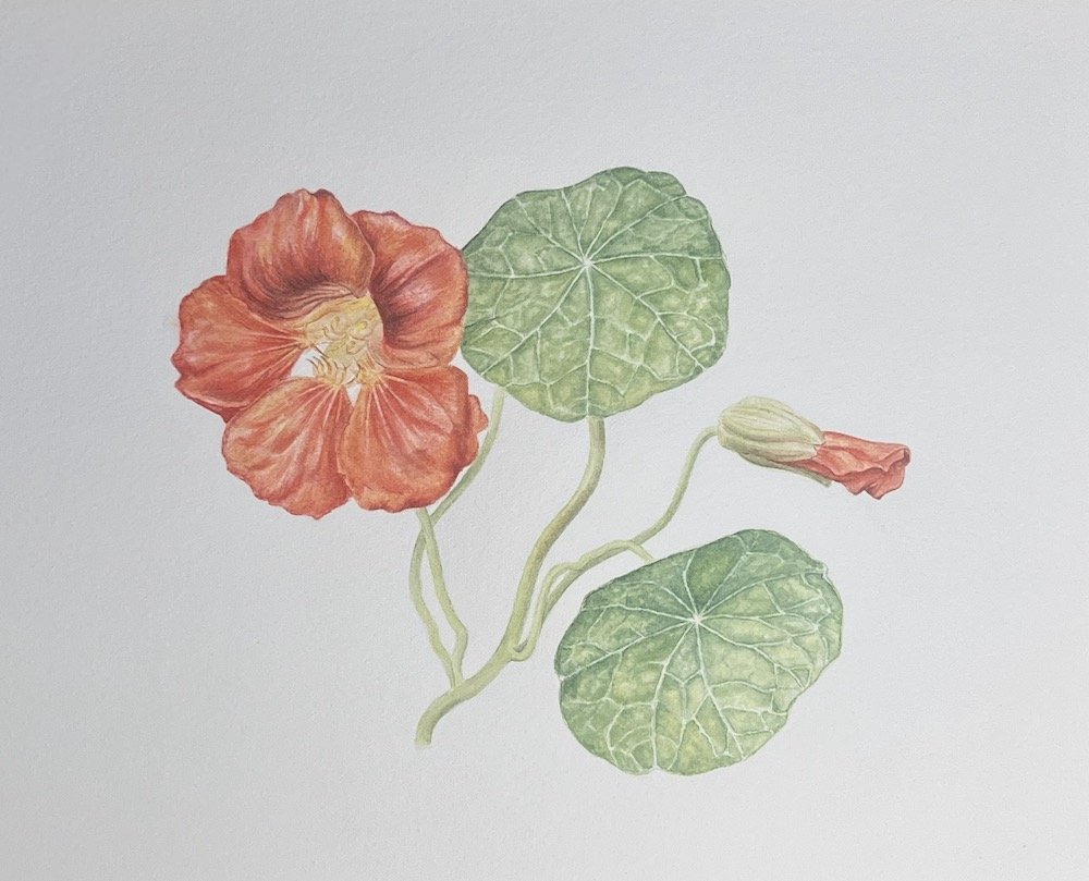 Nasturtium, 7"x9"