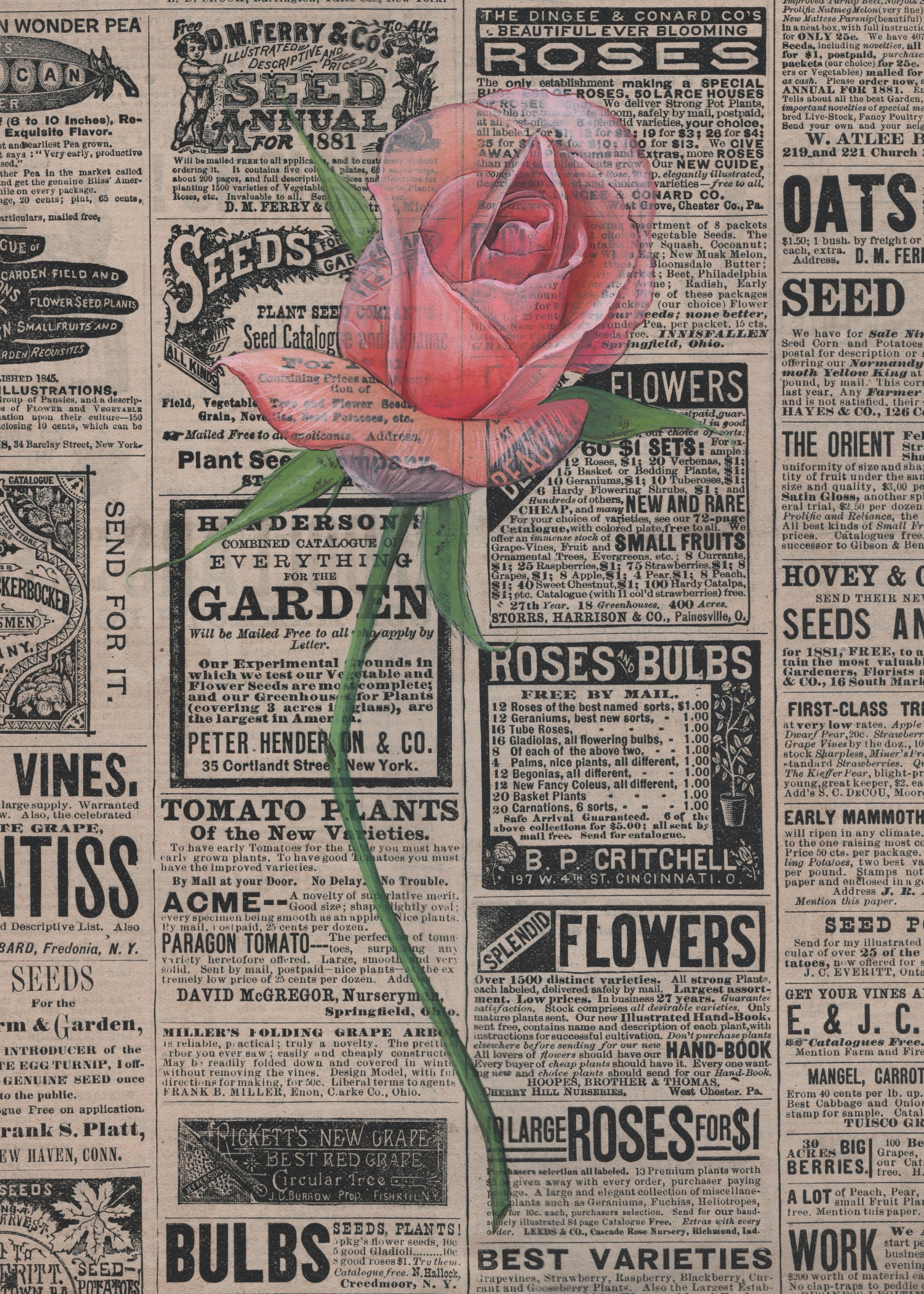 Antique Rose, watercolor and gouache on antique periodical - contact for availability