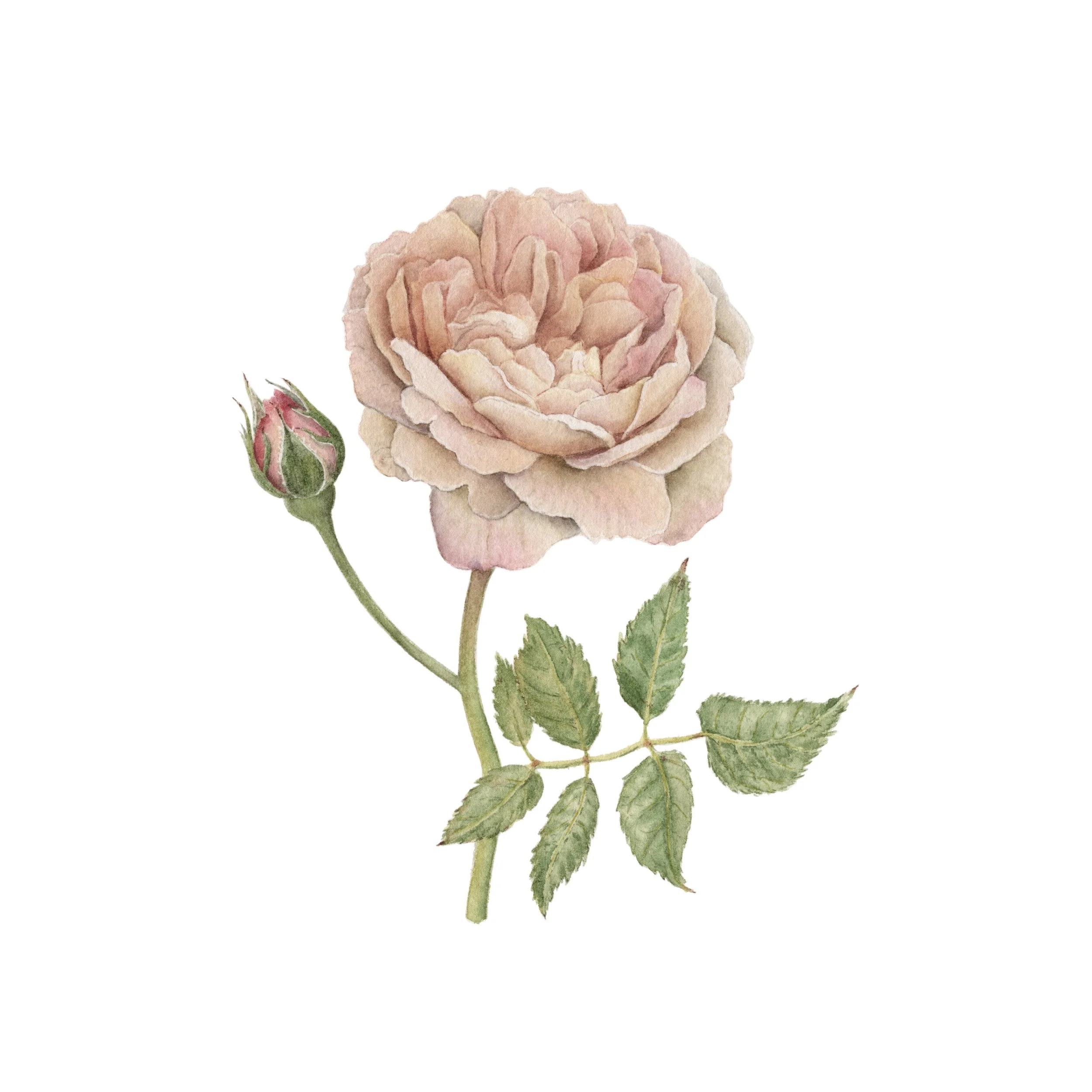 English rose - contact for availability