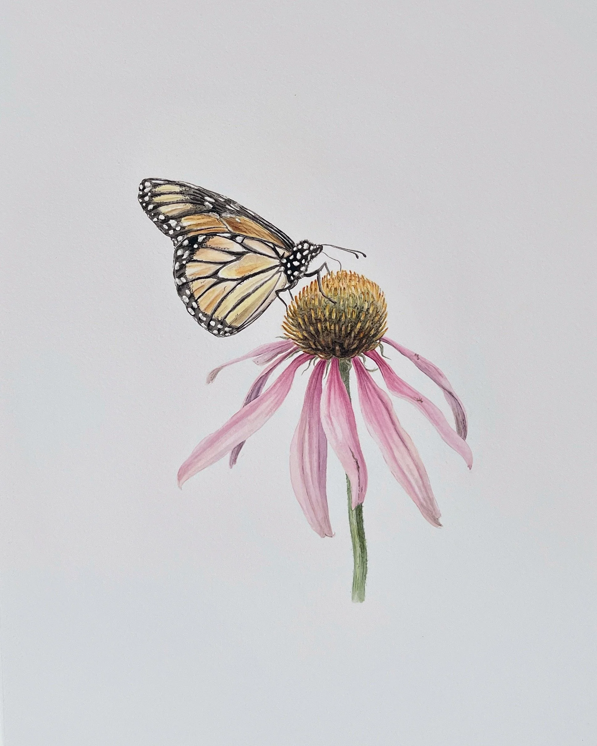 Echinacea and monarch, 12”x9”