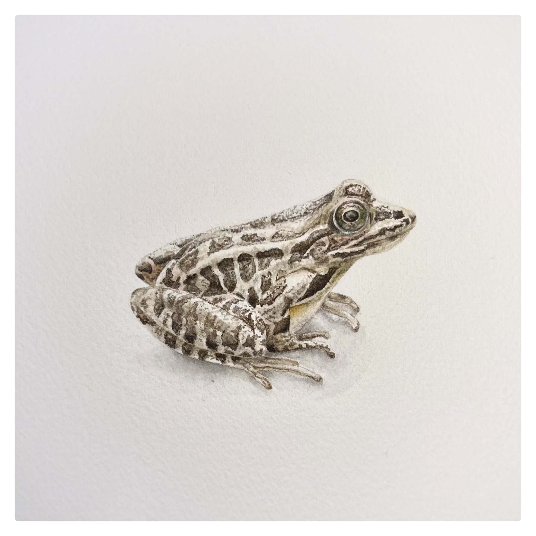 Garden frog (sold)