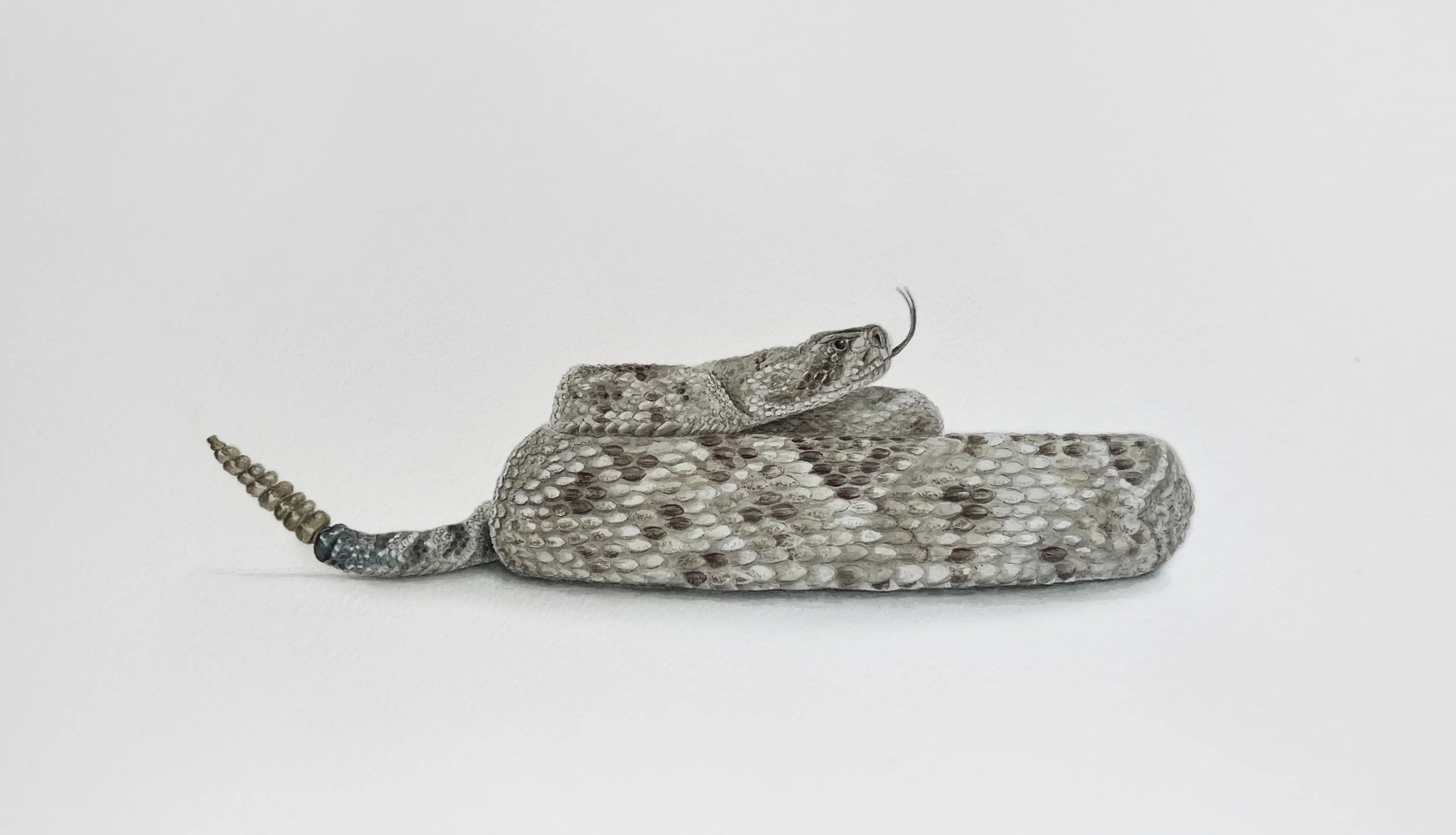 Elana’s rattlesnake, 12”x9” (sold)