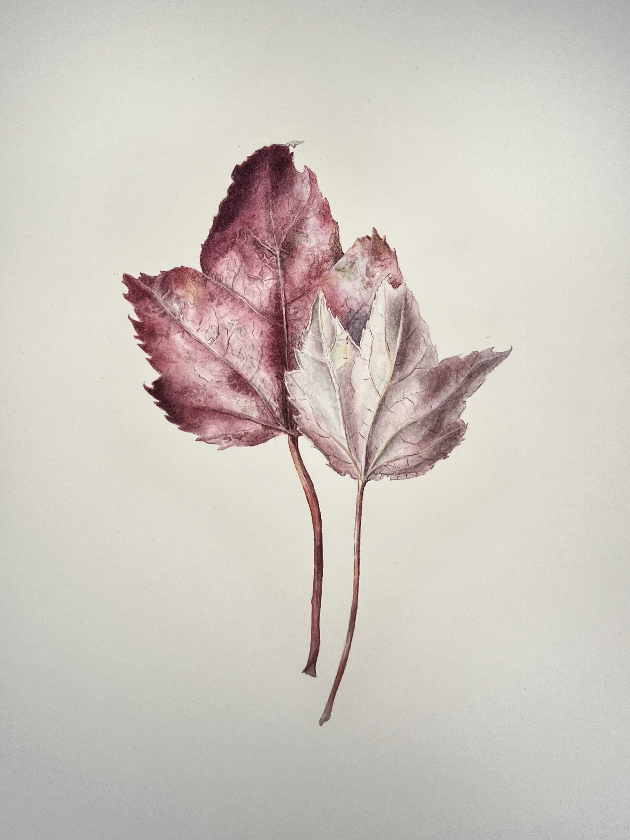 Japanese Maple, 5.5" x 8"