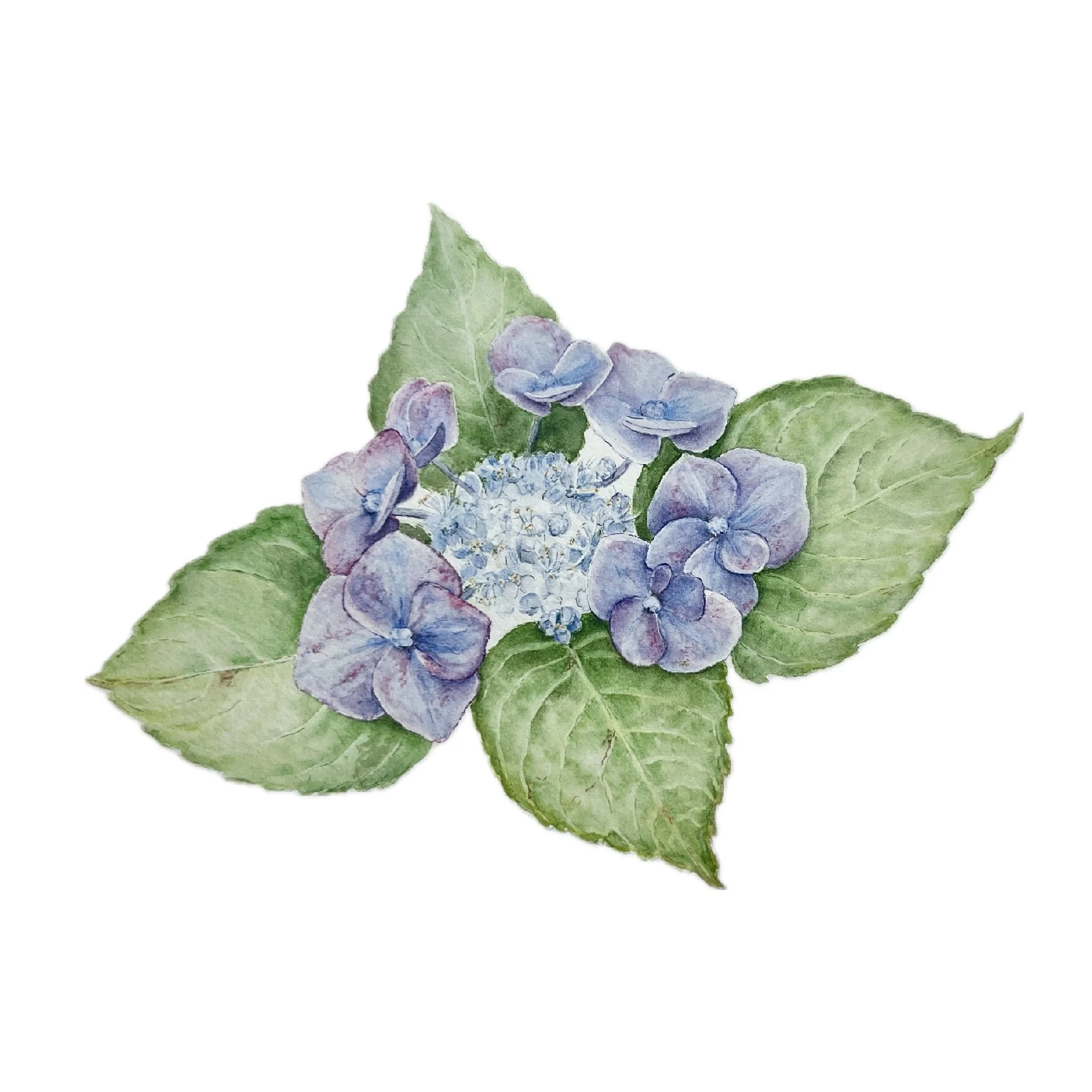 Hydrangea (sold)