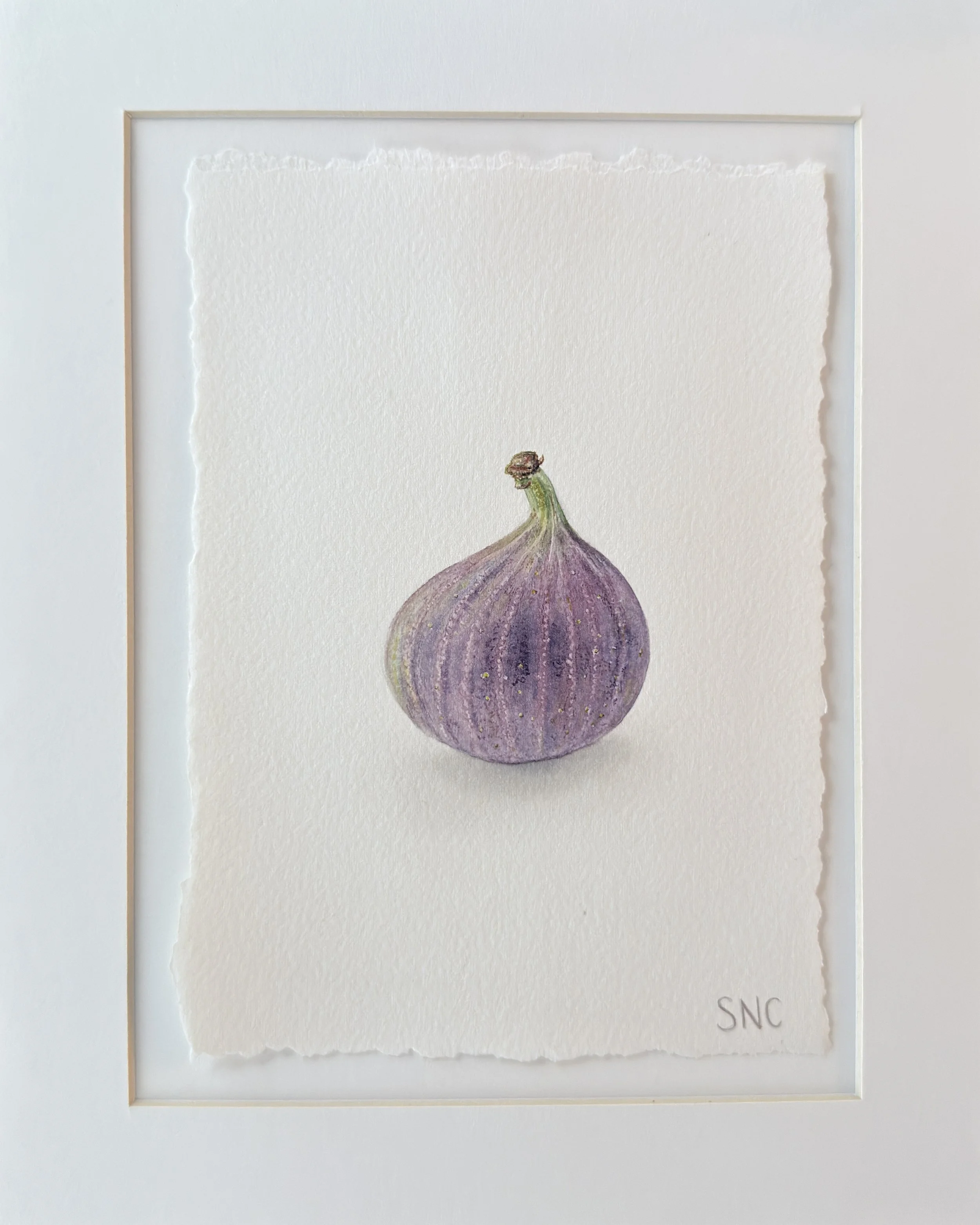 Fig. Watercolor. Matted and ready to frame. 8x10 inches.