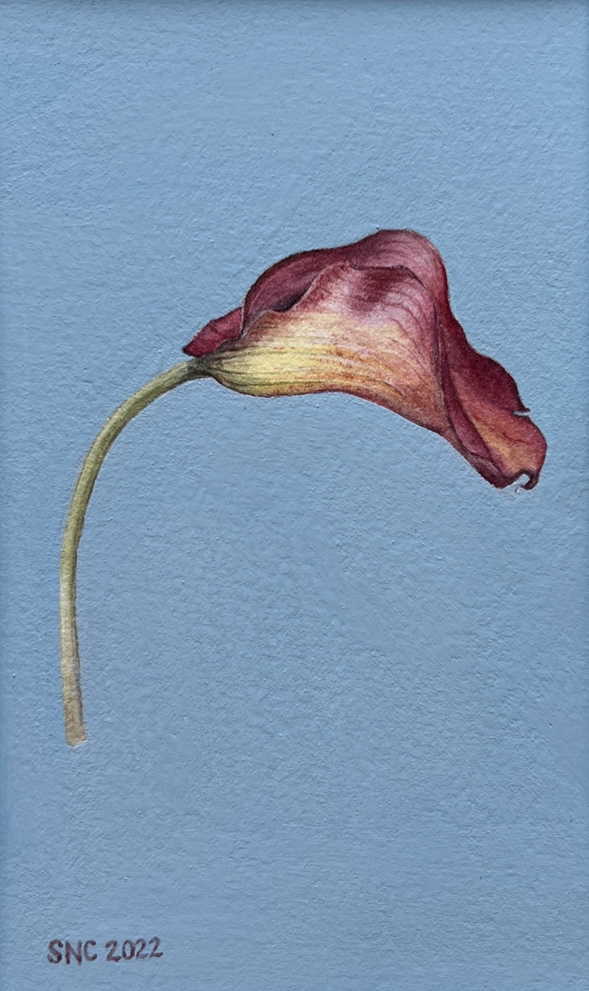 Calla Lily, 3"x5"