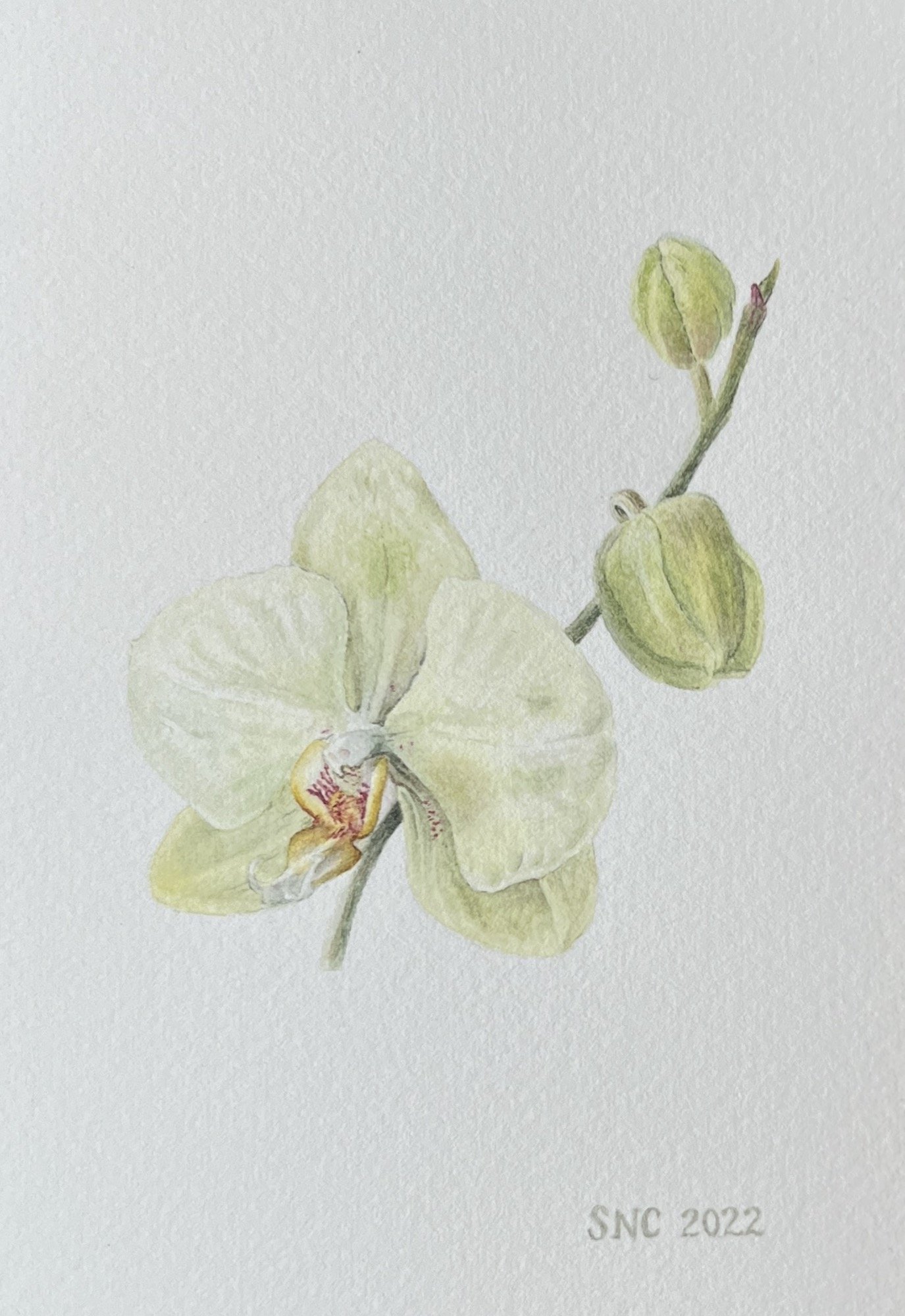 Orchid, 4"x6" (SOLD)