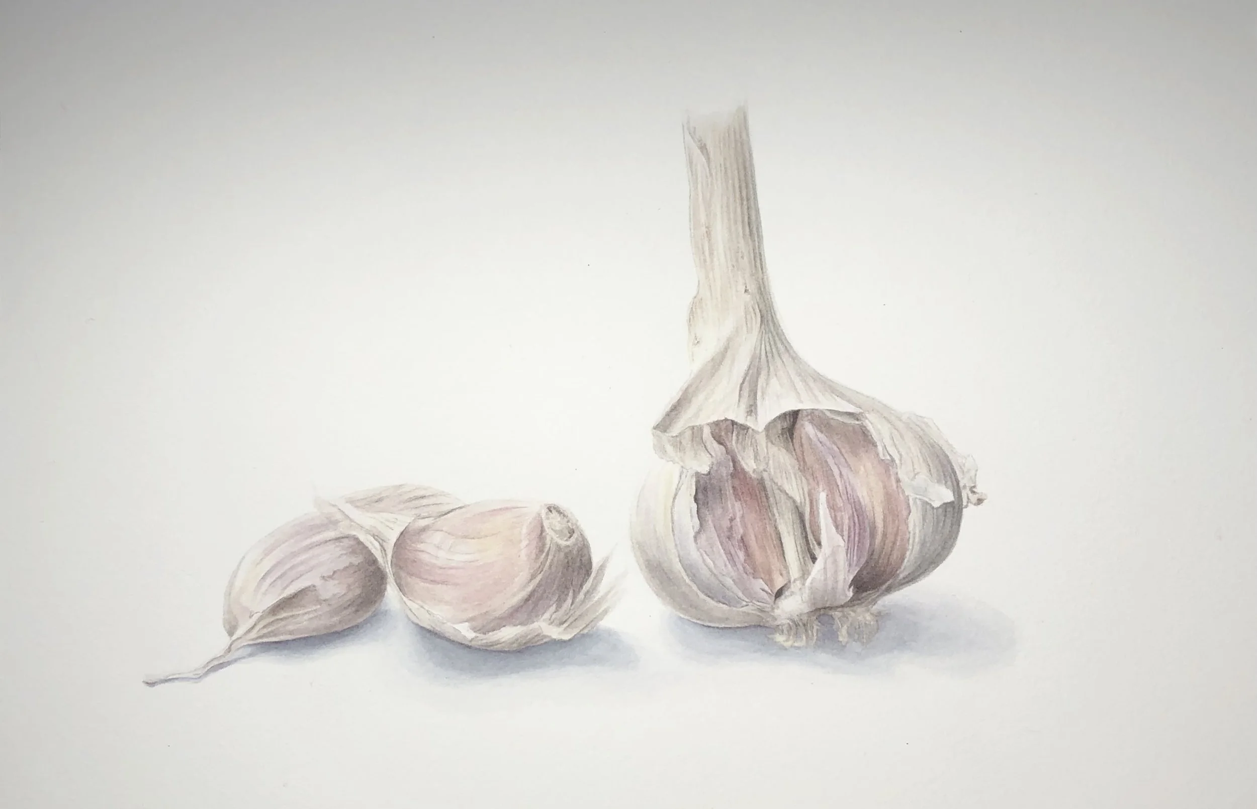 Garlic, 9”x6” (sold)