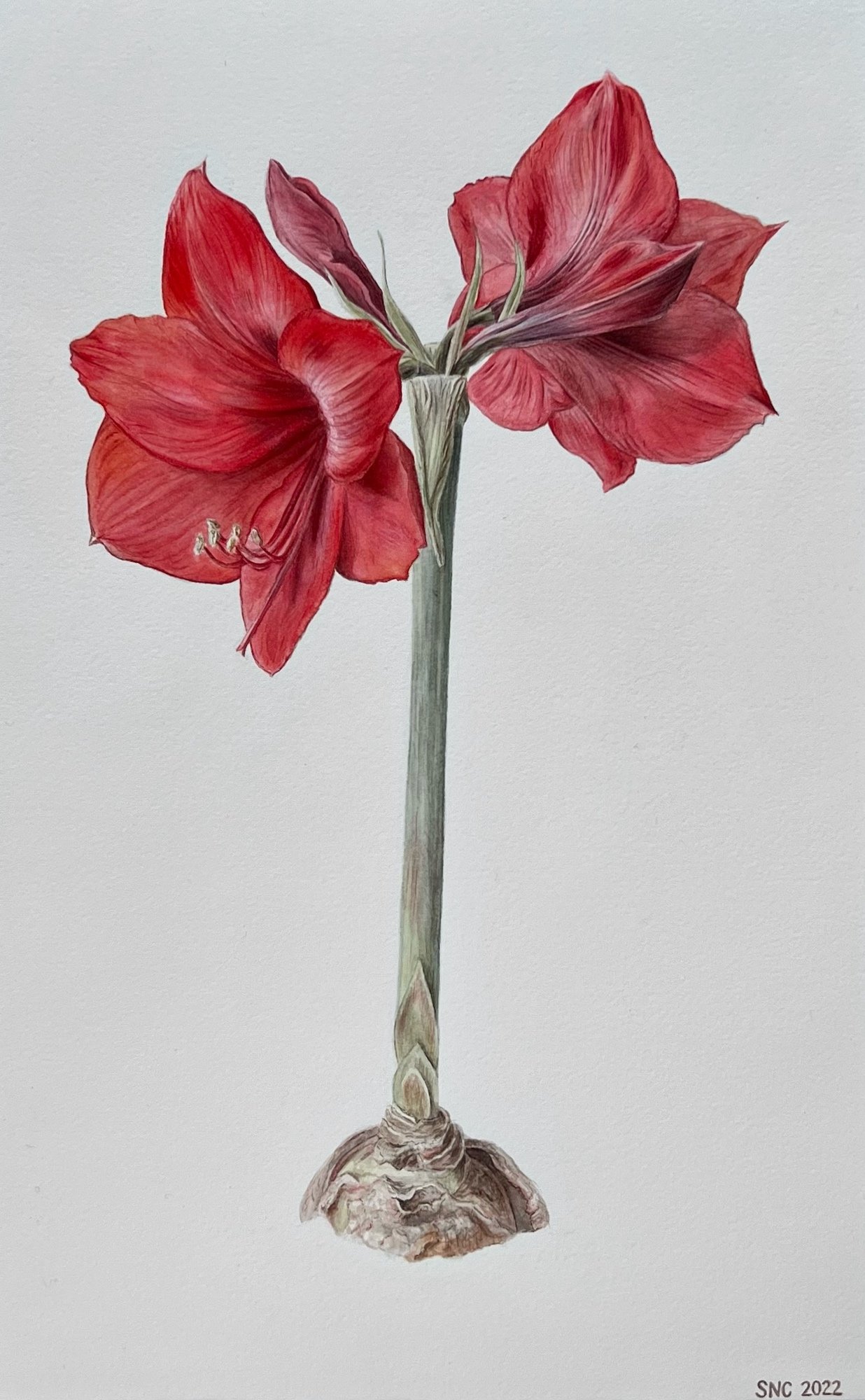Amaryllis, 9"x14" in a 12”x18” frame (SOLD)