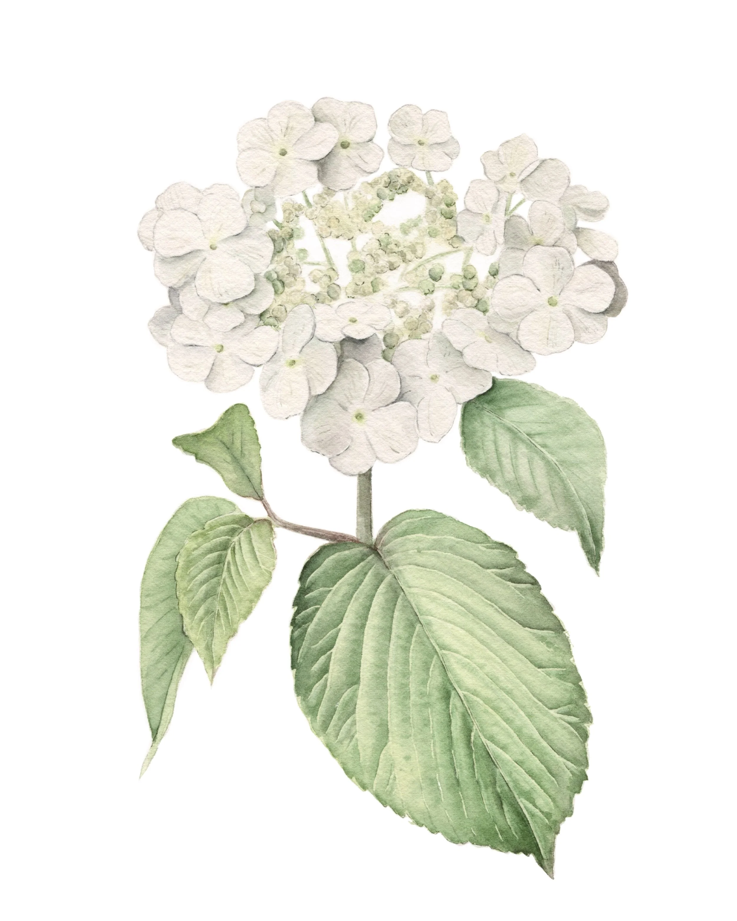 Viburnum (sold)