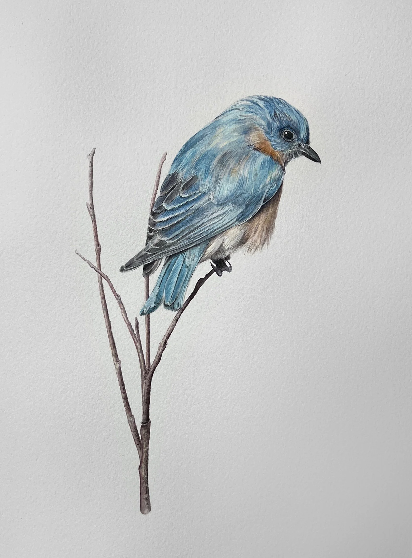 Bluebird, 7.5”x9.5” (sold)