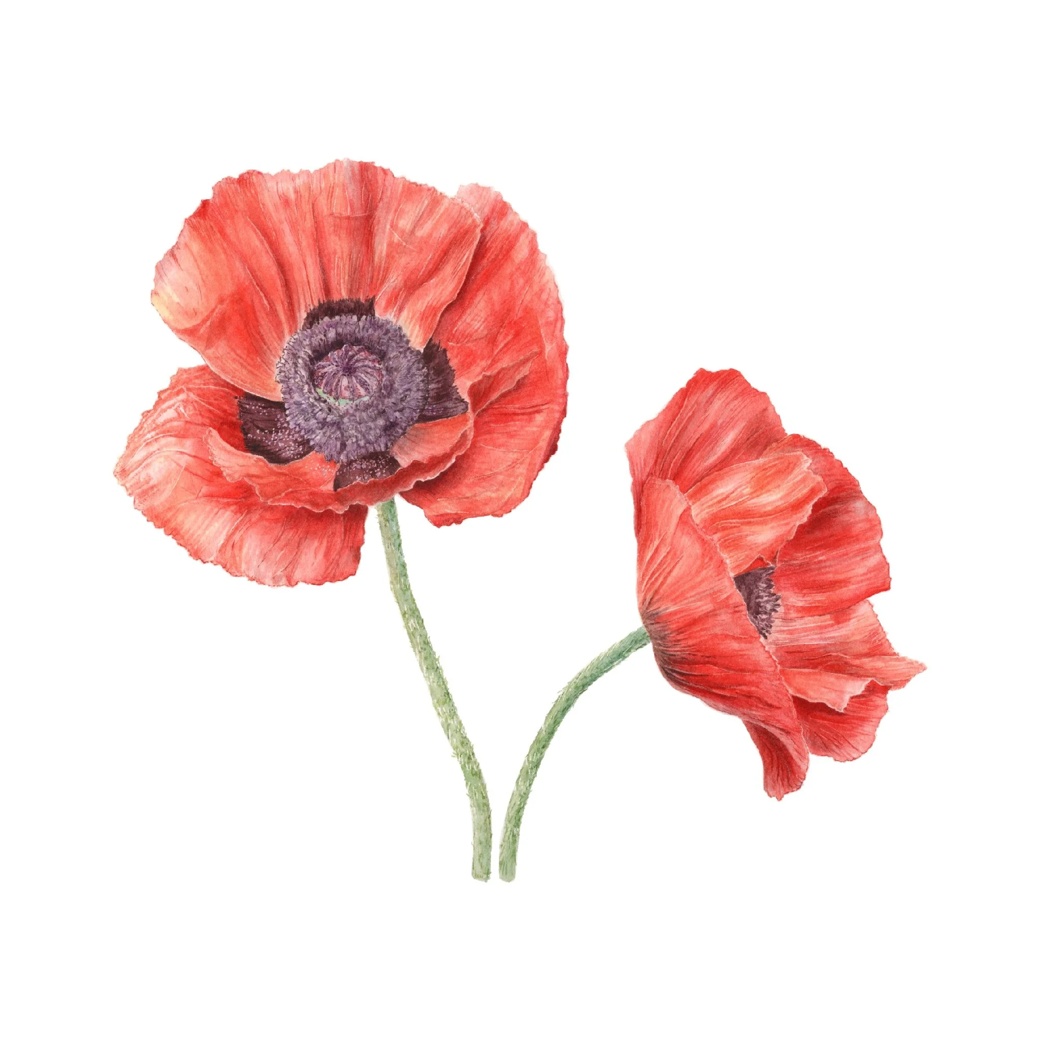 “Oriental Poppies” - Square Print