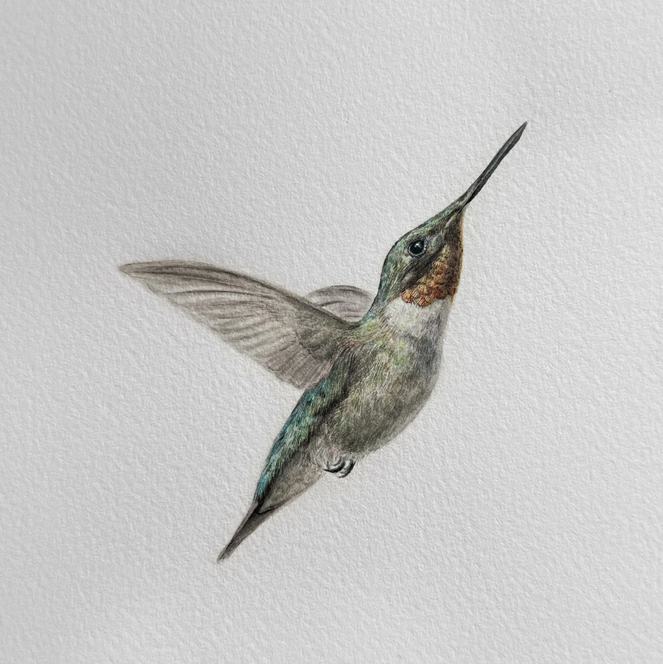 Hummingbird, 5”x5” (sold)