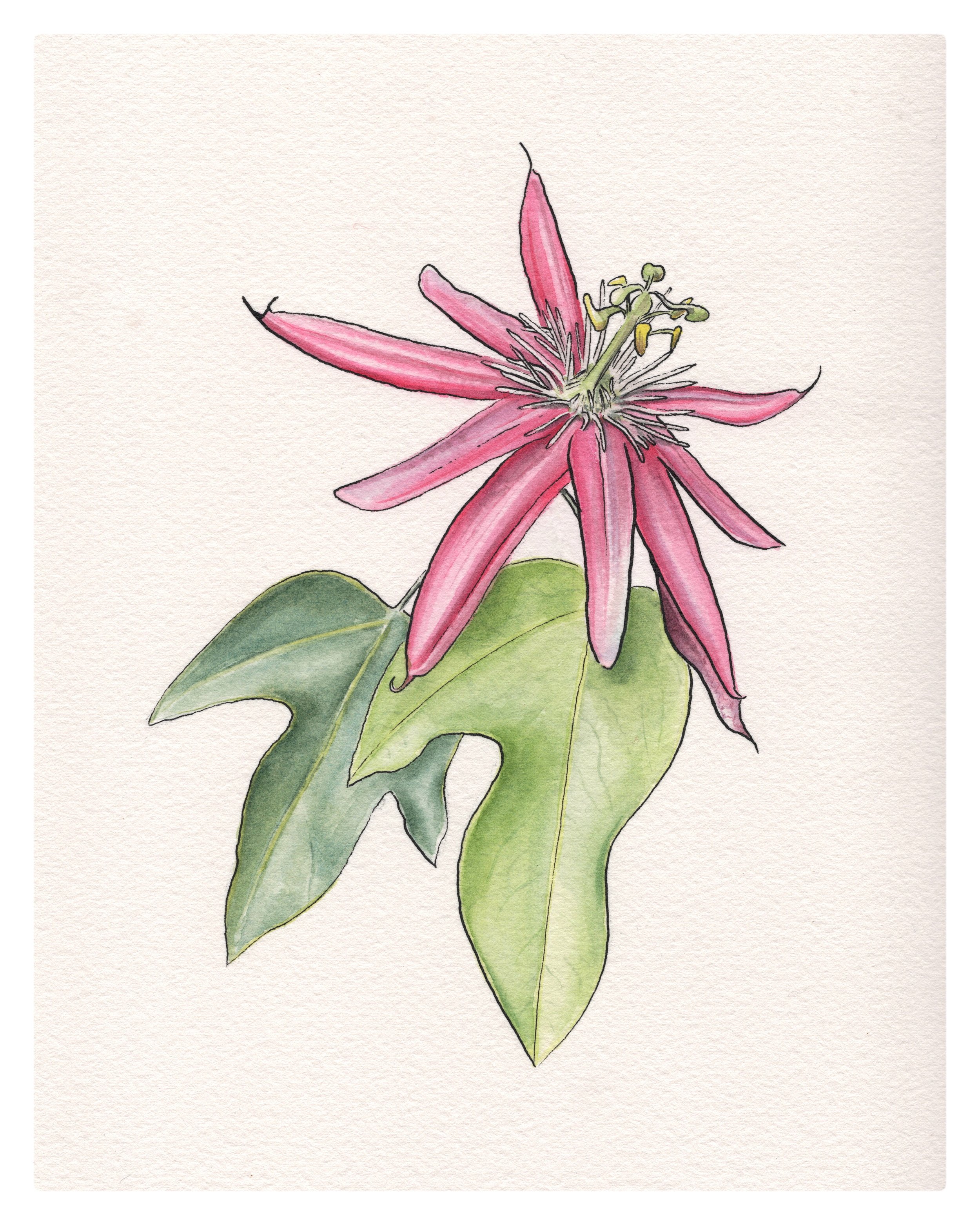 Passionflower, ink and watercolor - contact for availability