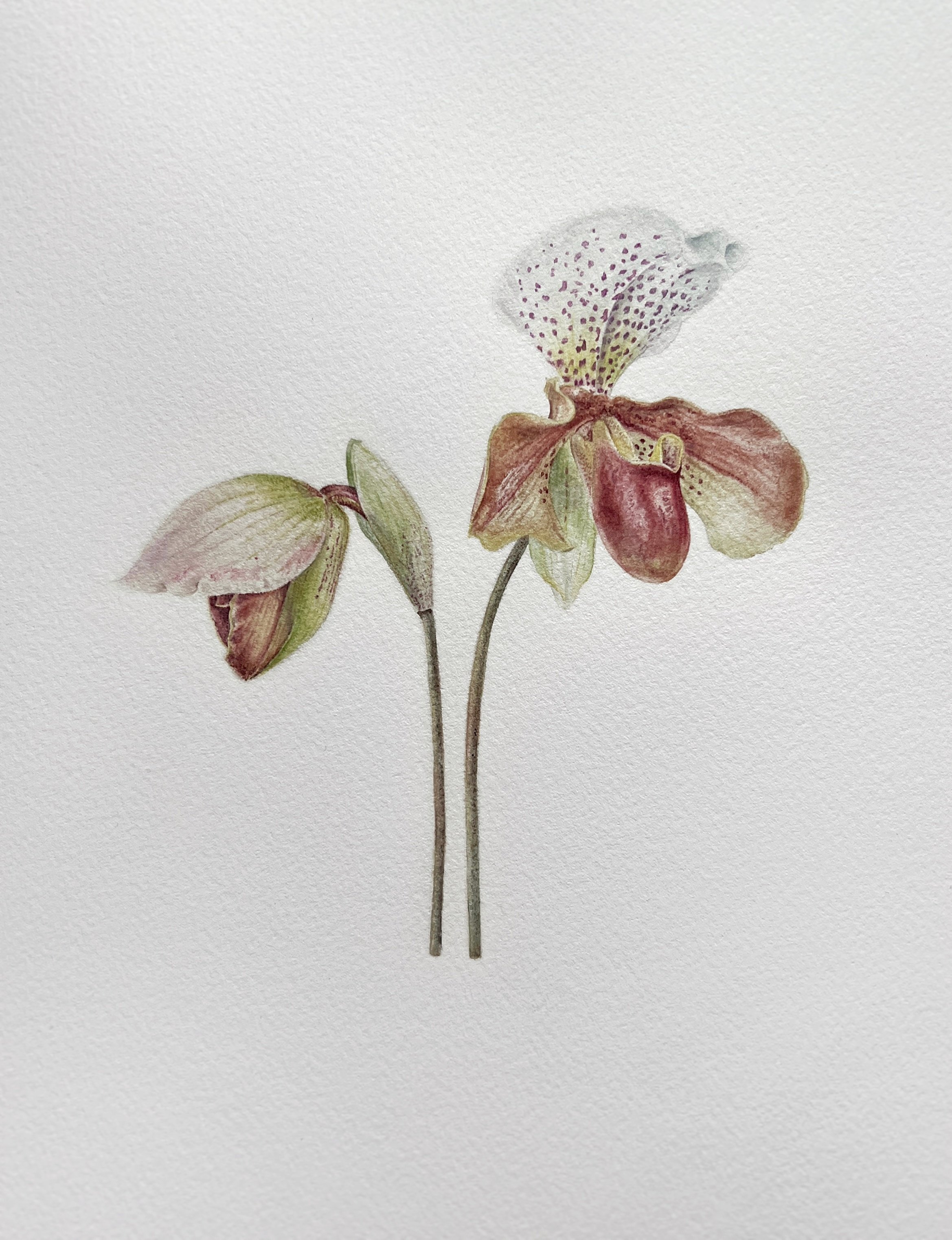 Lady slipper, 7“x9”