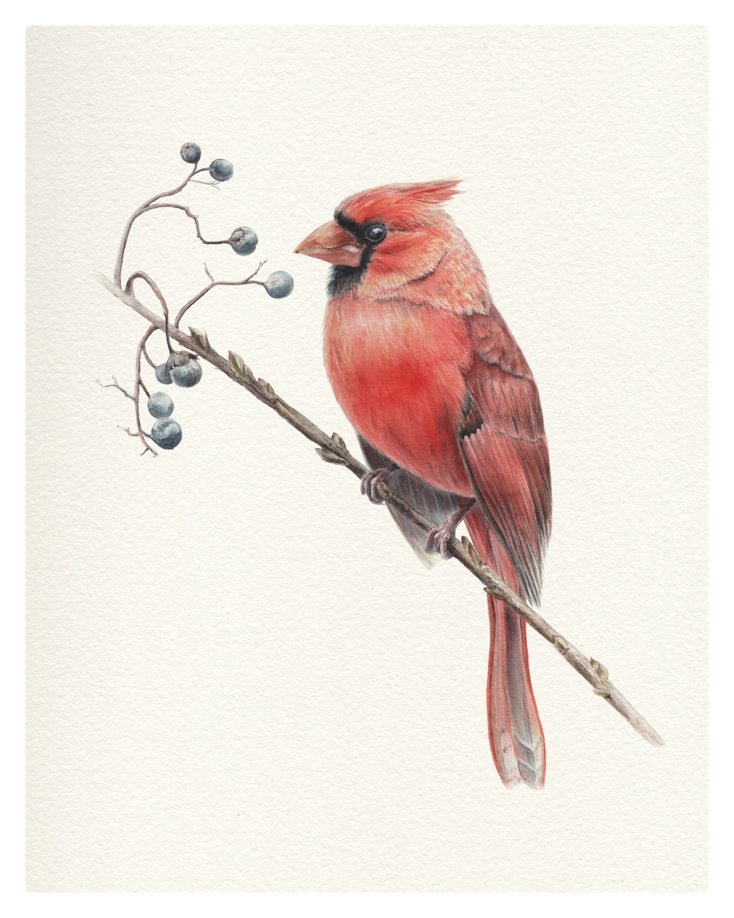 Northern Cardinal (sold, available as a print)