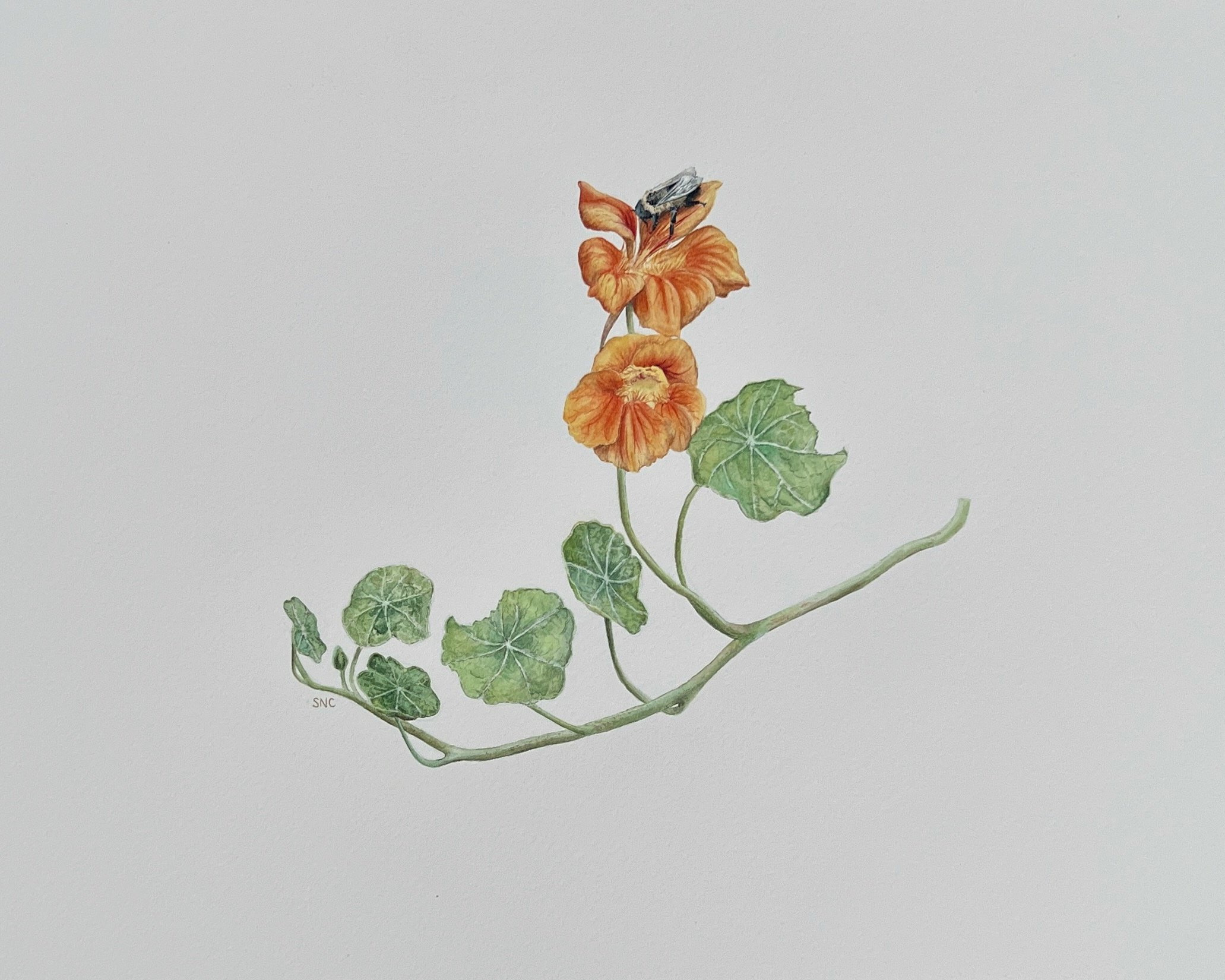 Nasturtium and bumble bee, 12”x9”